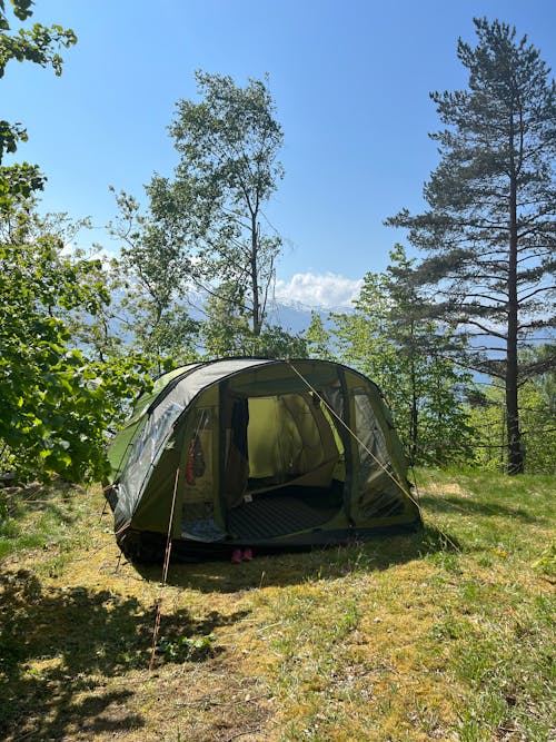 Ilmainen kuvapankkikuva tunnisteilla metsä, puut, pystysuuntainen laukaus