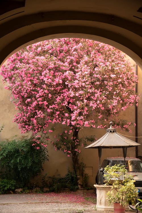 Foto profissional grátis de árvore, cor-de-rosa, mola