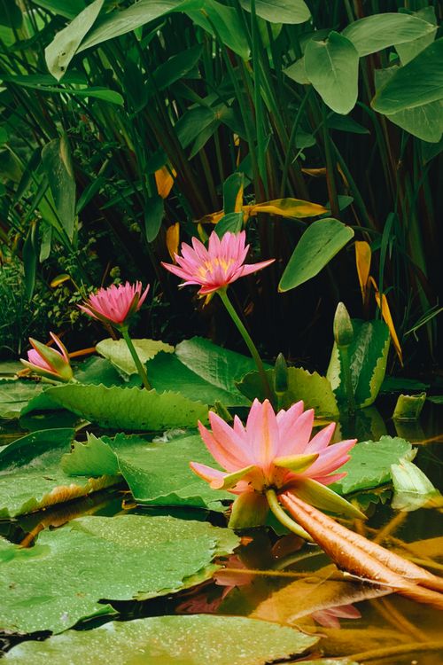 Free Captivating close-up of pink water lilies in a lush green pond, exuding natural beauty. Stock Photo