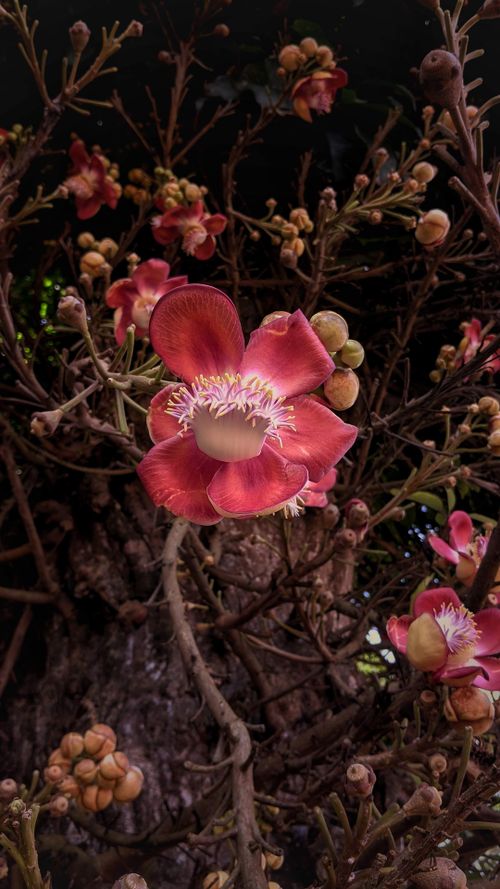 Free Nagalinga Flower-Couroupita guianensis Stock Photo