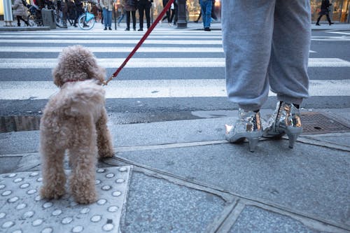 Foto stok gratis anjing, binatang, heels