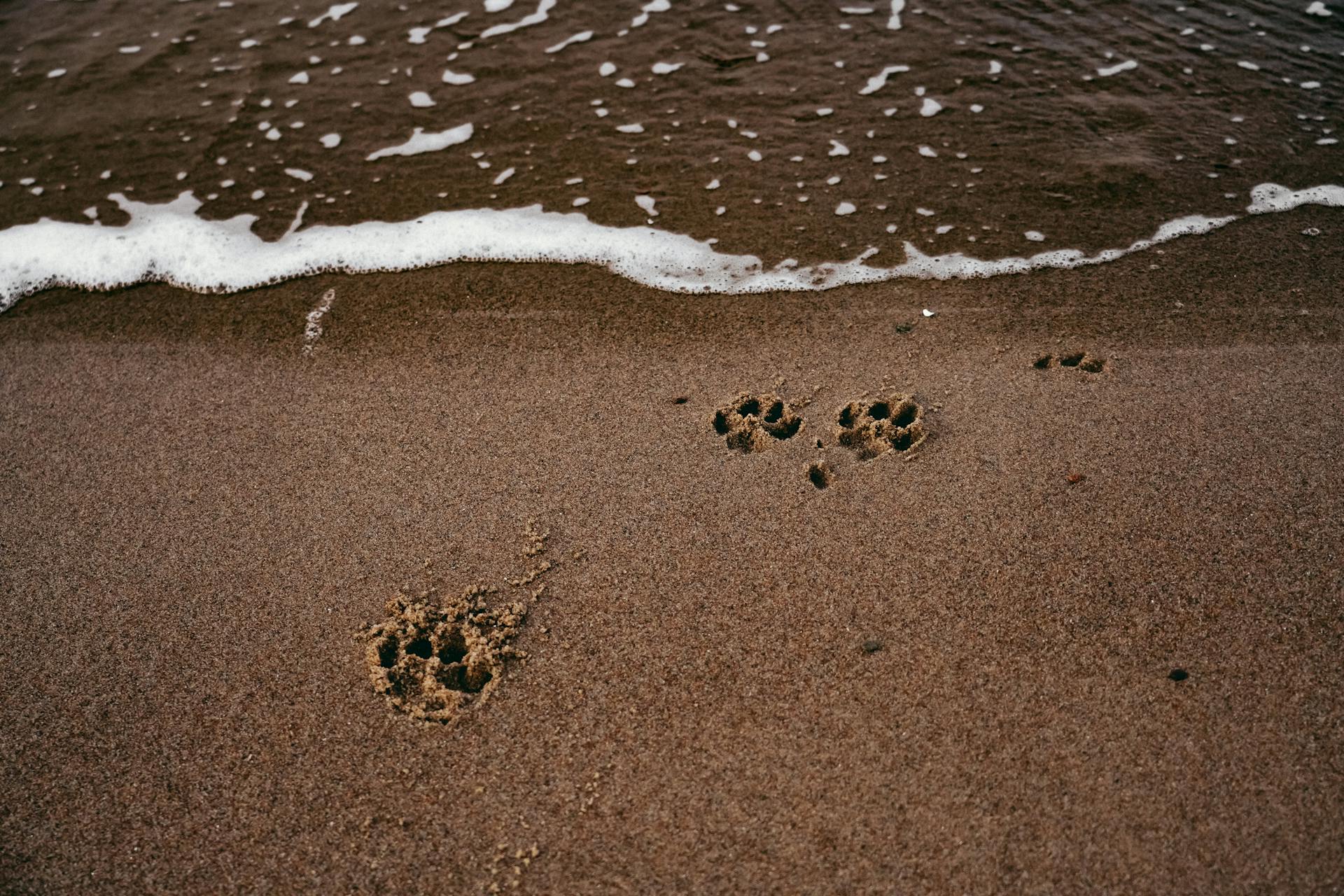 Dog Footprints on Wet Sand on Beach