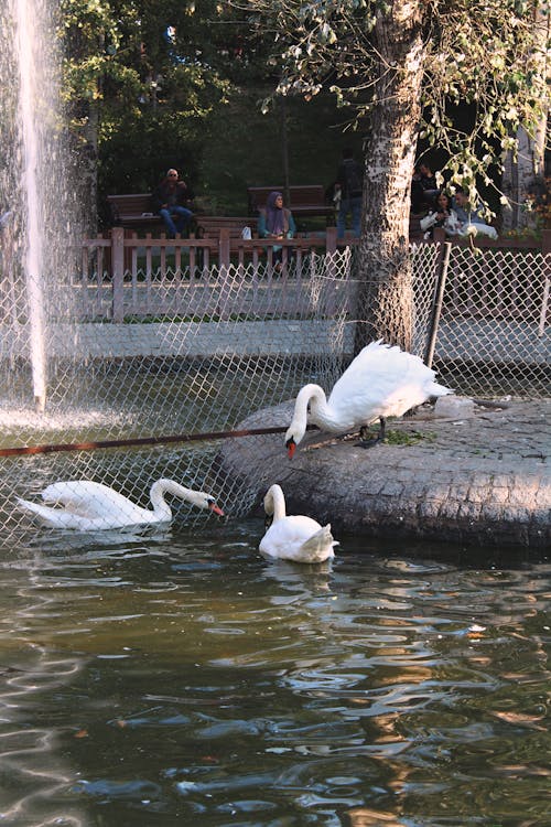 Fotos de stock gratuitas de agua, aves, blanco