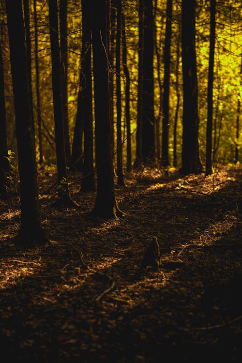 Sunlight over Trees Trunks in Forest