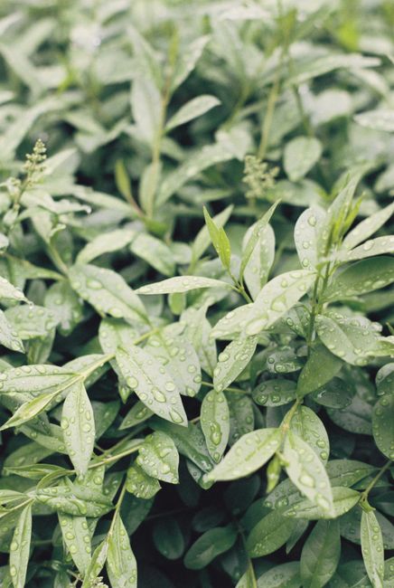 A detailed view of fresh green leaves with water droplets, capturing the essence of nature.