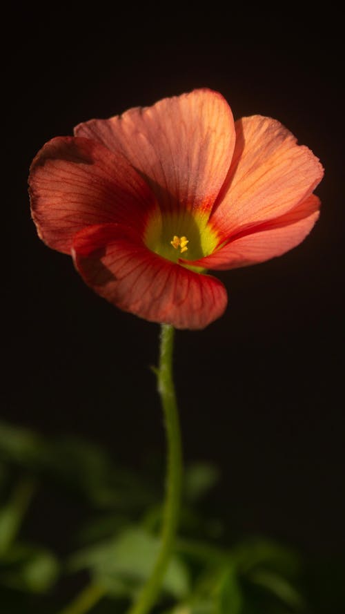 Kostenloses Stock Foto zu blume, frisch, nahansicht