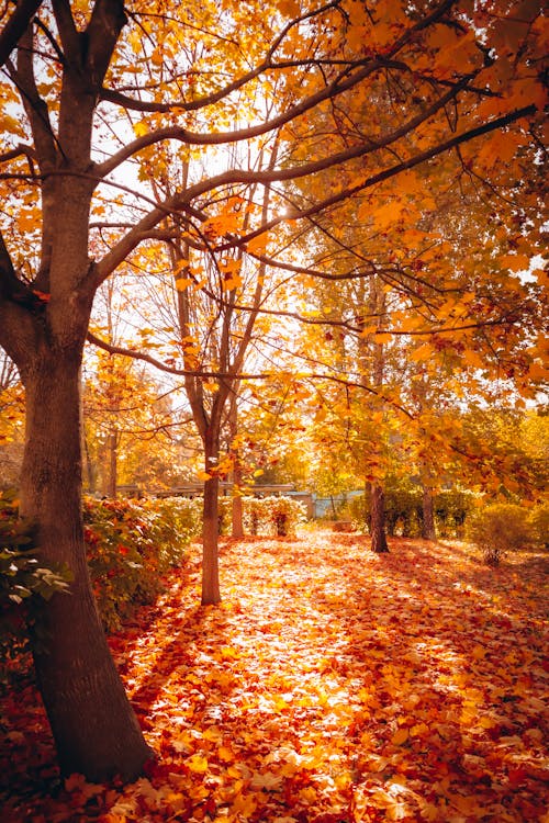 Colorful Trees in Park in Autumn