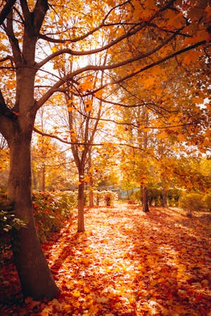 Bridge and Trees around River in Autumn · Free Stock Photo