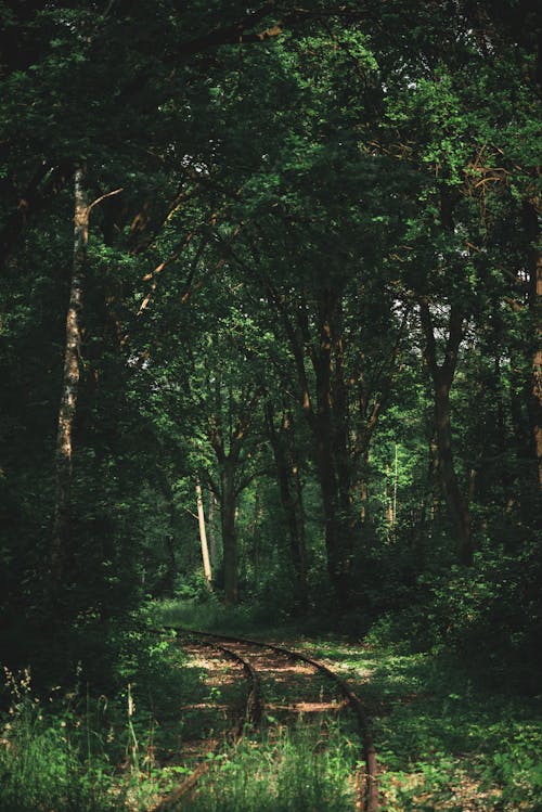 Abandoned Railway in Forest