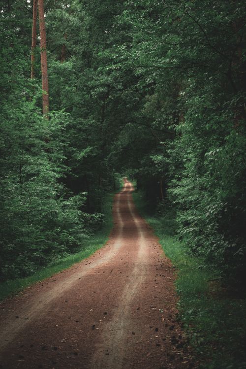 Free A tranquil dirt road winding through a dense green forest, perfect for nature exploration. Stock Photo