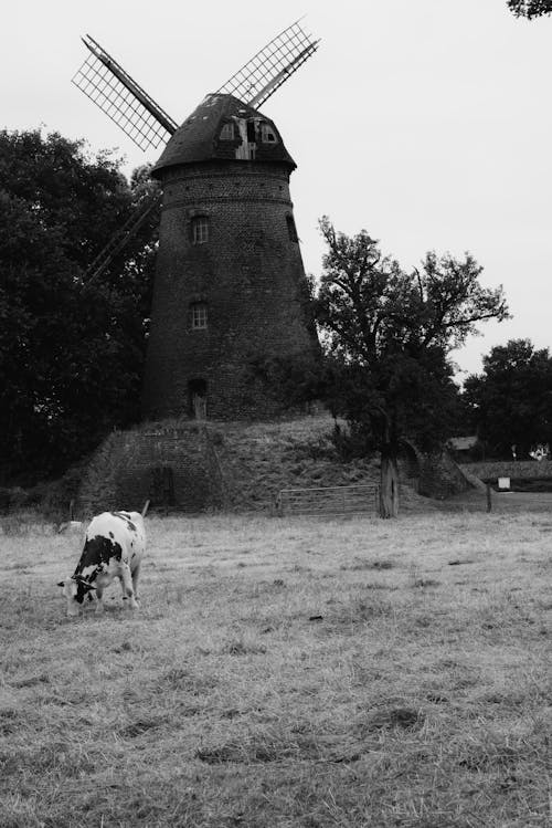 A Cow on the Pasture and an Old Windmill in the Background 
