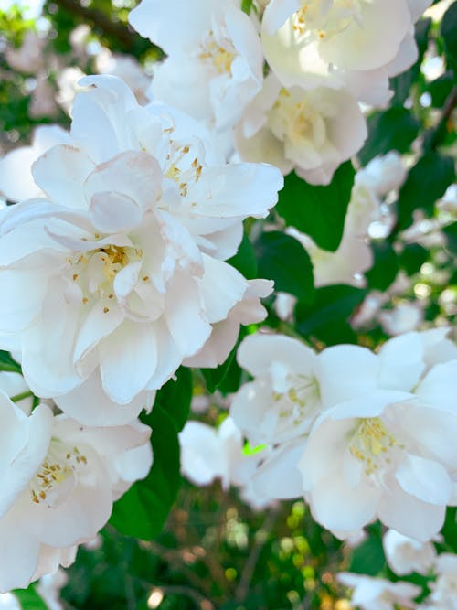 Foto profissional grátis de arbusto da flor, flores brancas, jasmim