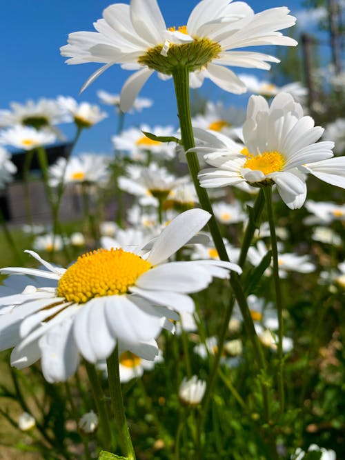 Foto profissional grátis de flor de verão, flores brancas, flowerhead
