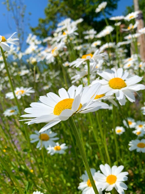 Foto profissional grátis de flores brancas, flowerhead, margaridas