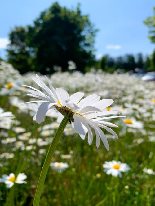 flowerhead, summerfest夏日, 瑪格麗特 的 免費圖庫相片