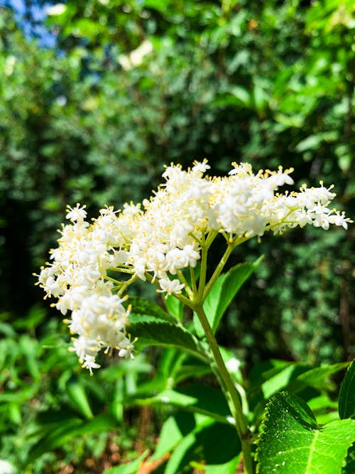 Foto profissional grátis de flores de sabugueiro, sabugueiro