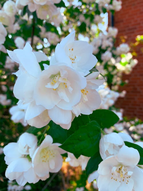 Foto profissional grátis de arbusto da flor, flores brancas, jasmim