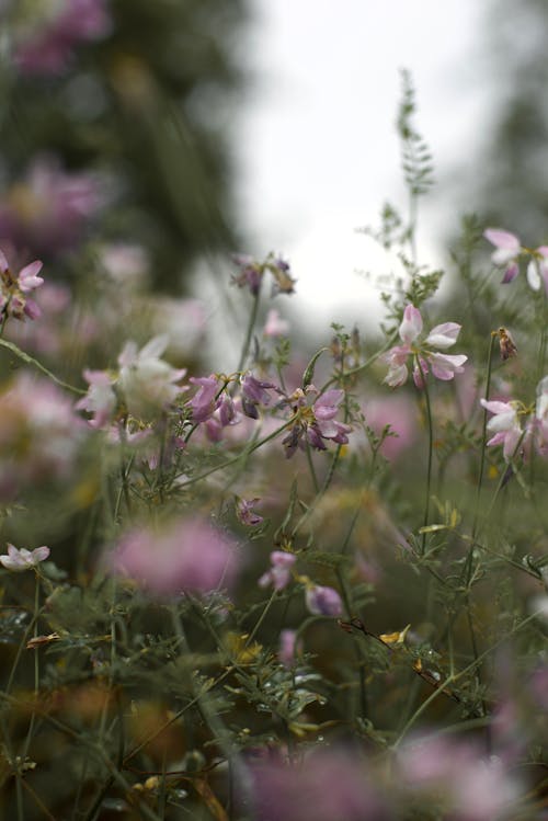 Close up of Meadow Flowers