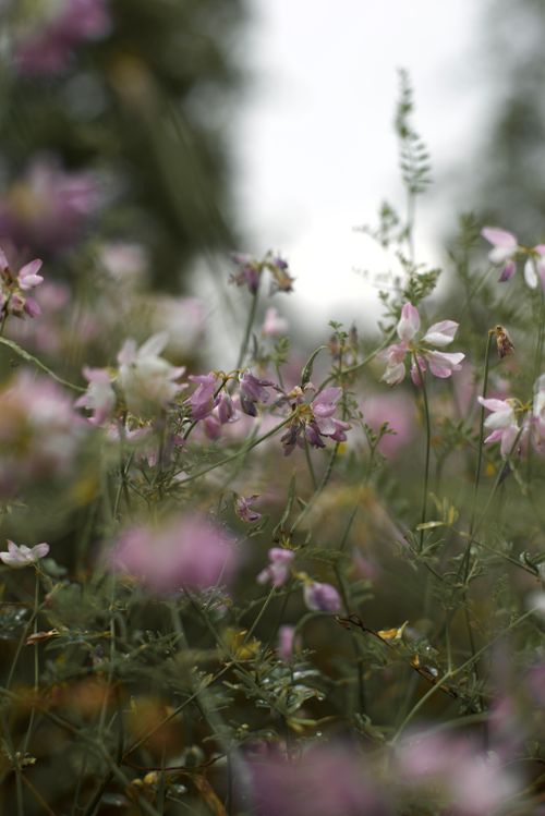 Free A detailed close-up of blooming wildflowers in a natural meadow setting. Stock Photo