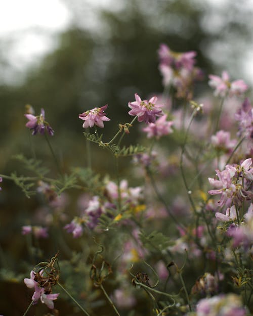 Close up of Purple Flowers