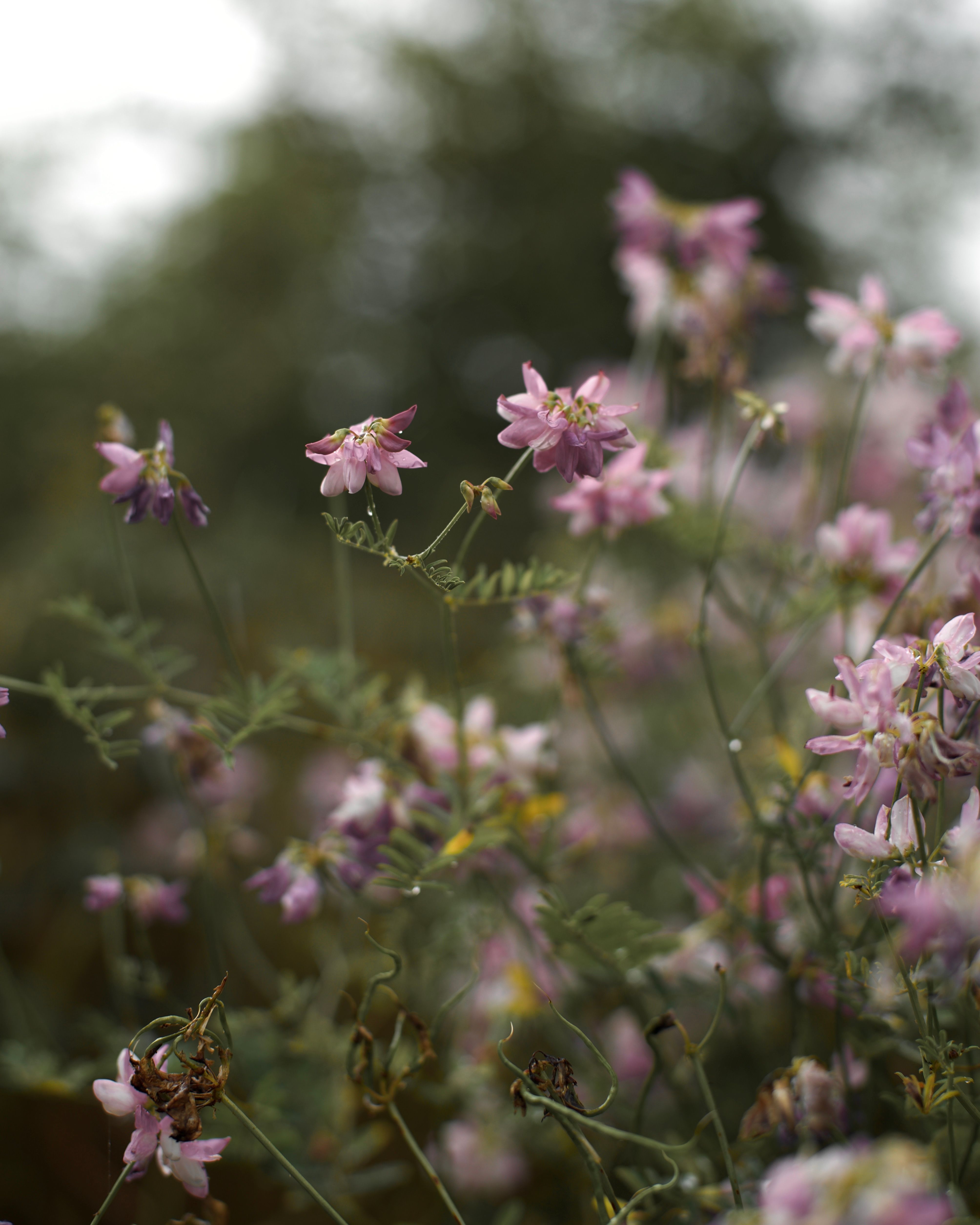 Close up of Purple Flowers · Free Stock Photo