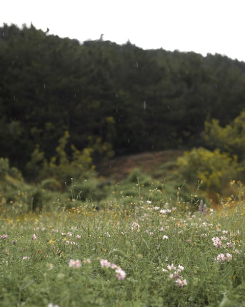 Wildflowers on Meadow