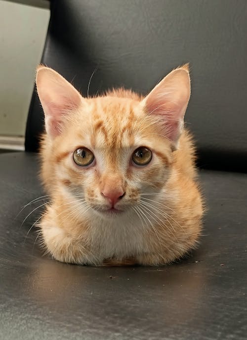 Free stock photo of aegean cat, babycat, beautiful cat