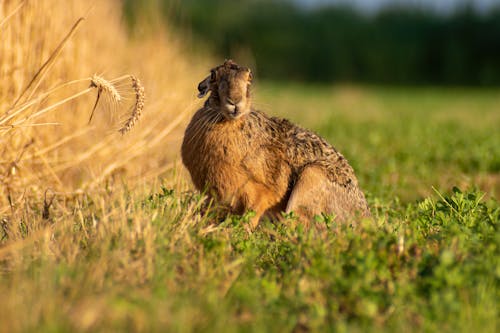 Immagine gratuita di coniglio, erba, fotografia di animali