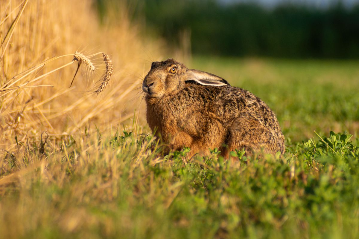 lapin fauve de bourgogne à vendre - Comment choisir un jeune Fauve de Bourgogne en bonne santé ?