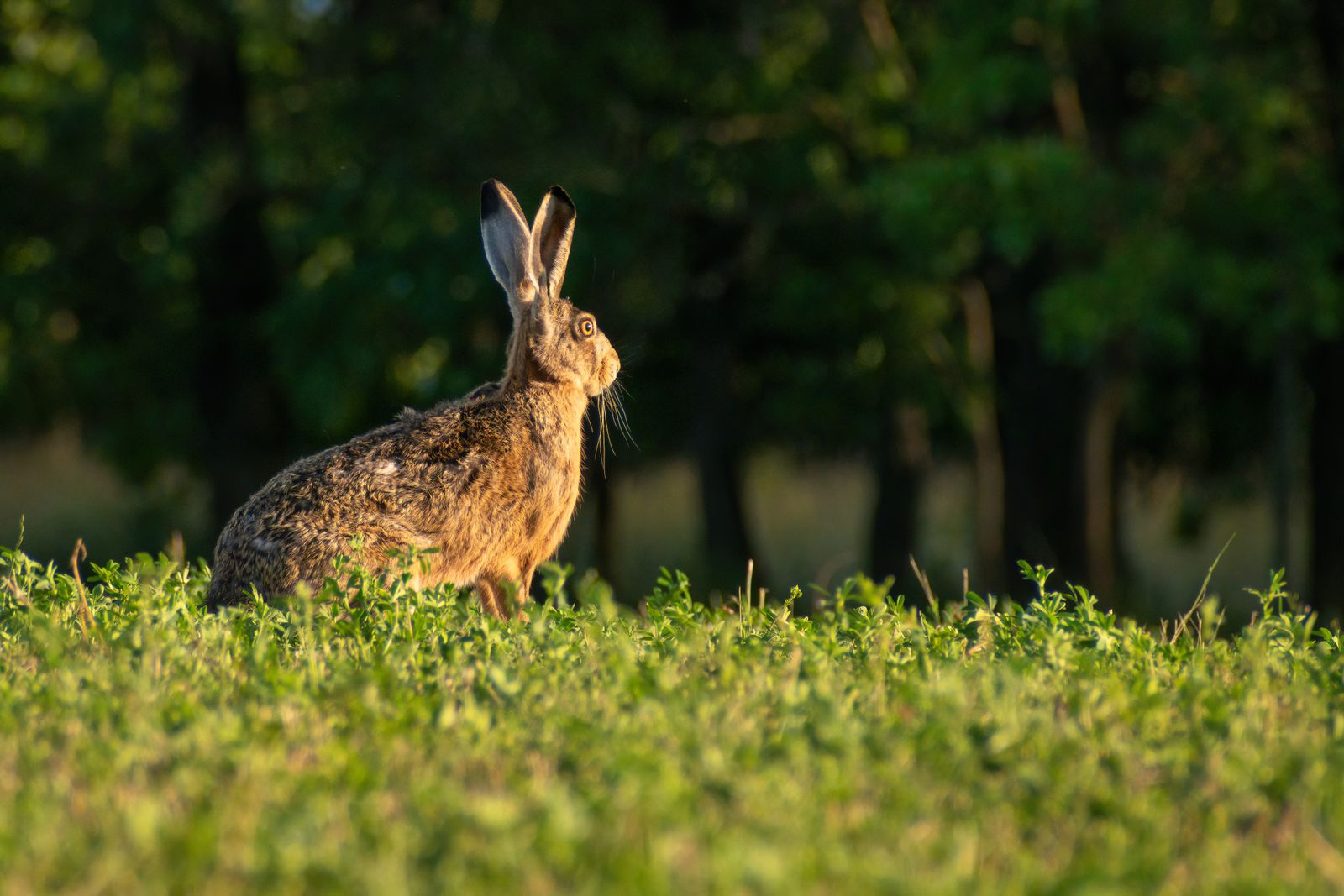 White Rabbit on Green Grass · Free Stock Photo