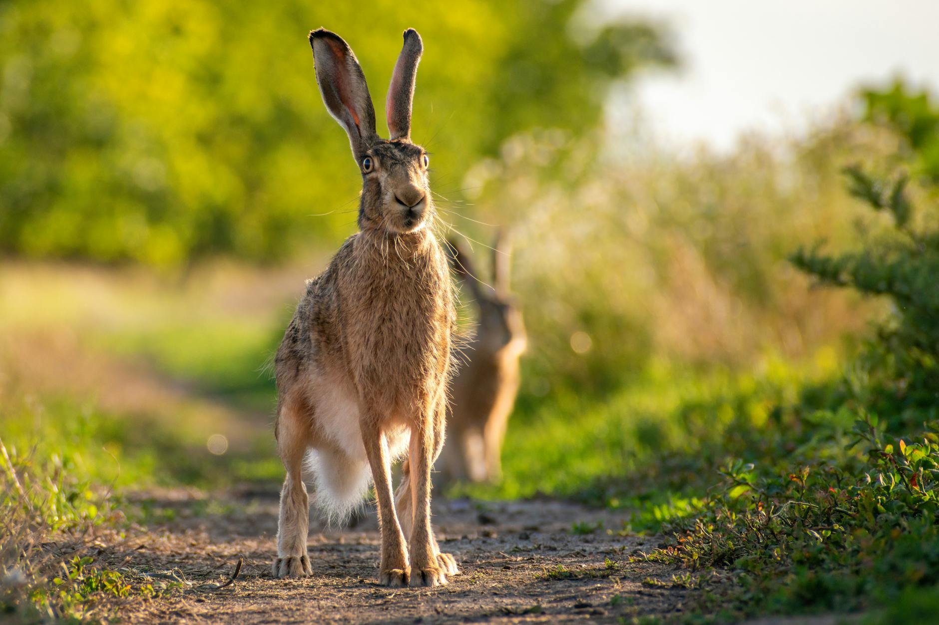Do Bunnies Like to Be Held? A close-up of a hare standing on a path in the wilderness, surrounded by lush greenery.