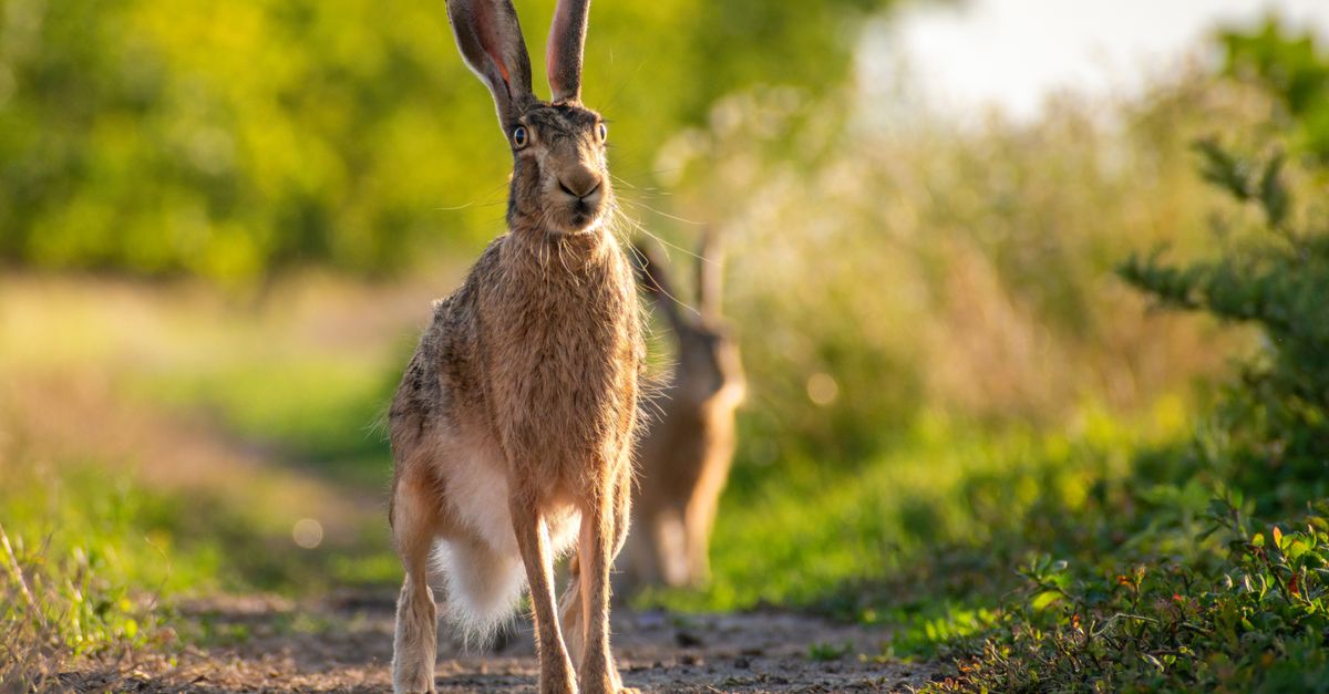Rabbits on a Field · Free Stock Photo