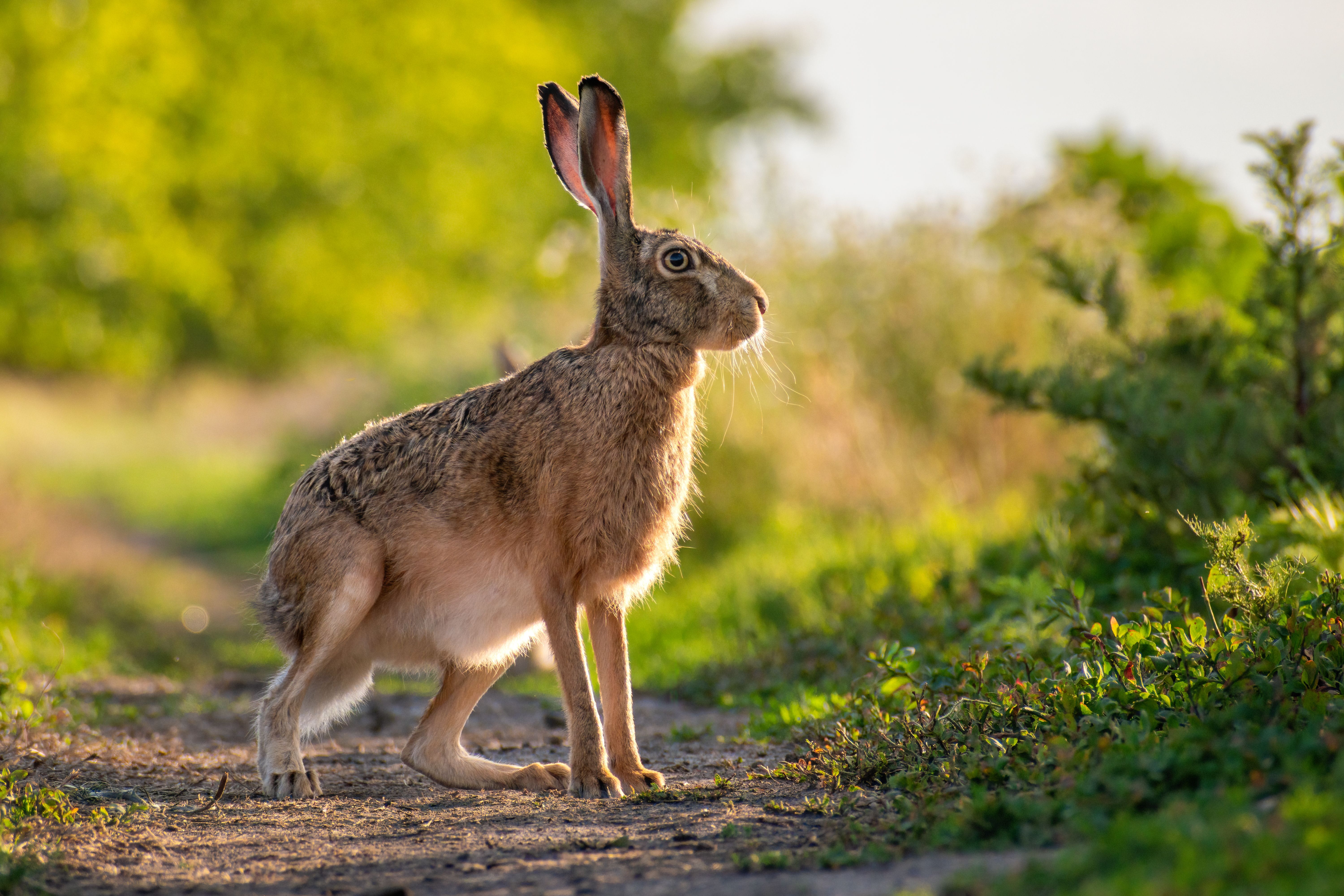 Wild Rabbit in Summer Green Nature · Free Stock Photo