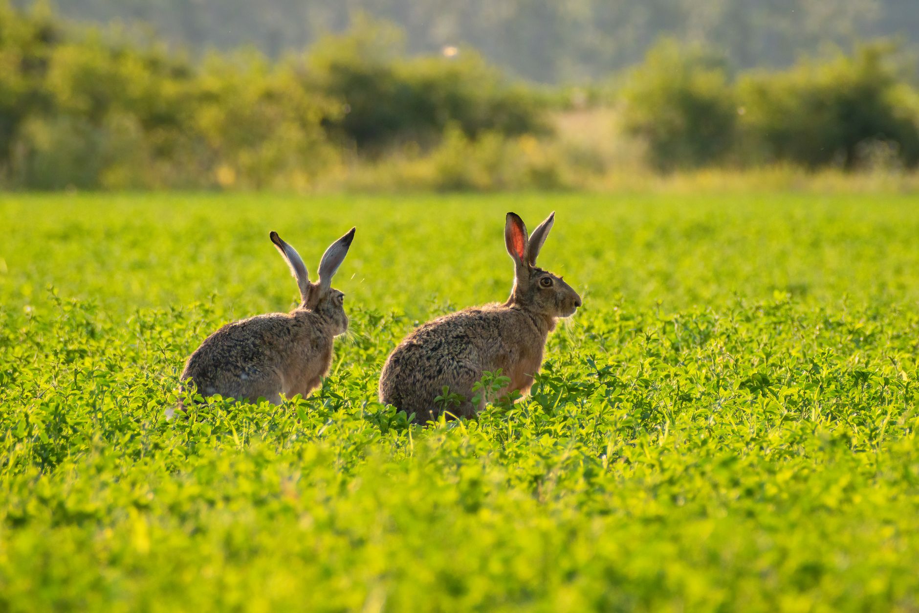 Sustainable hare farming