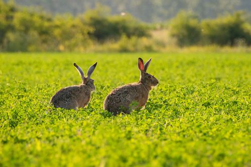 Free Two wild hares in a lush green field under summer sunlight, showcasing nature's tranquility. Stock Photo
