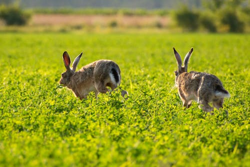 Rabbits Running on Green Meadow