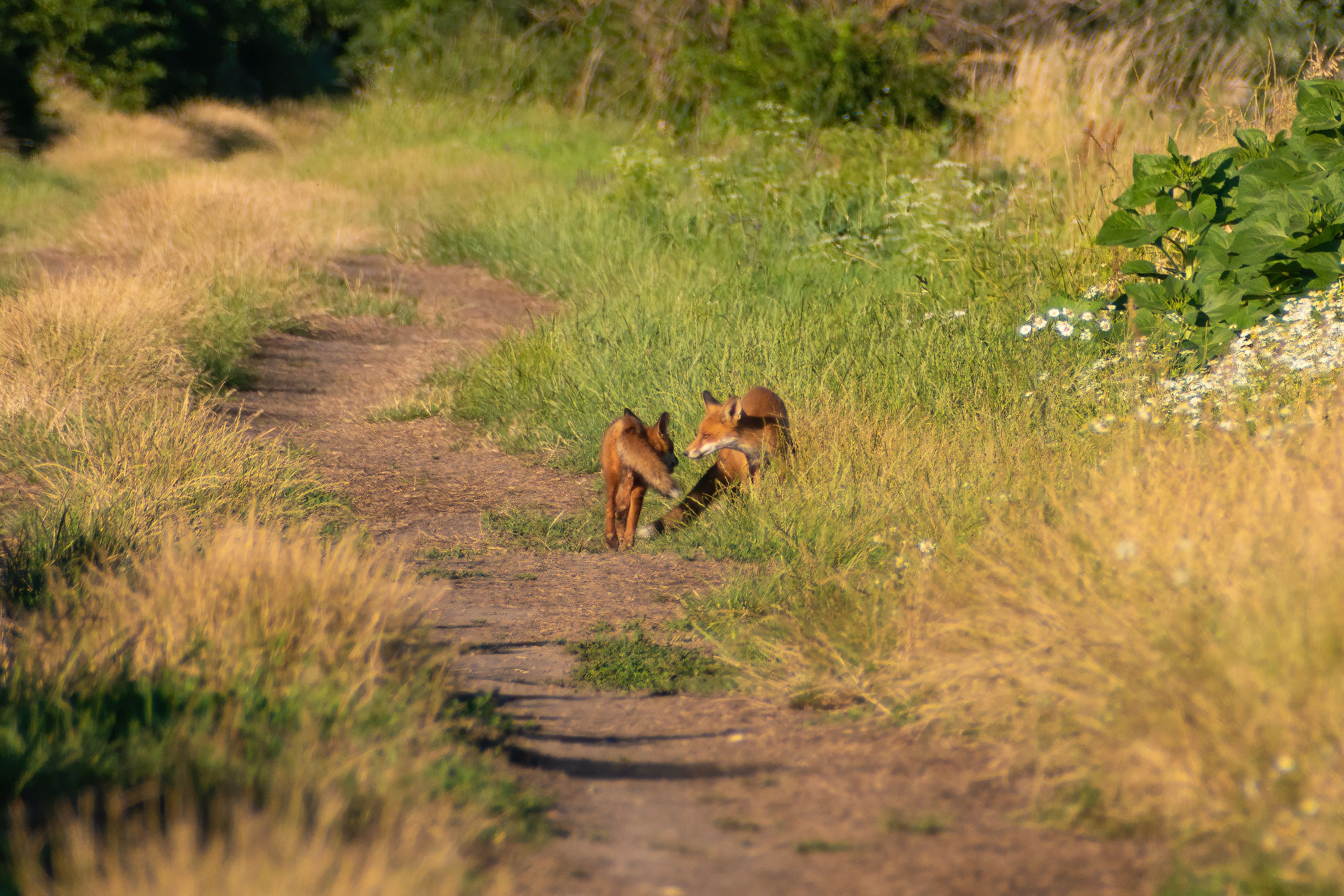 A pair of foxes walking down a grass-lined path during a sunny summer day, showcasing wild nature.