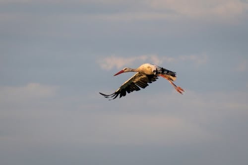 Stork Flying in Blue Sky on Sunset