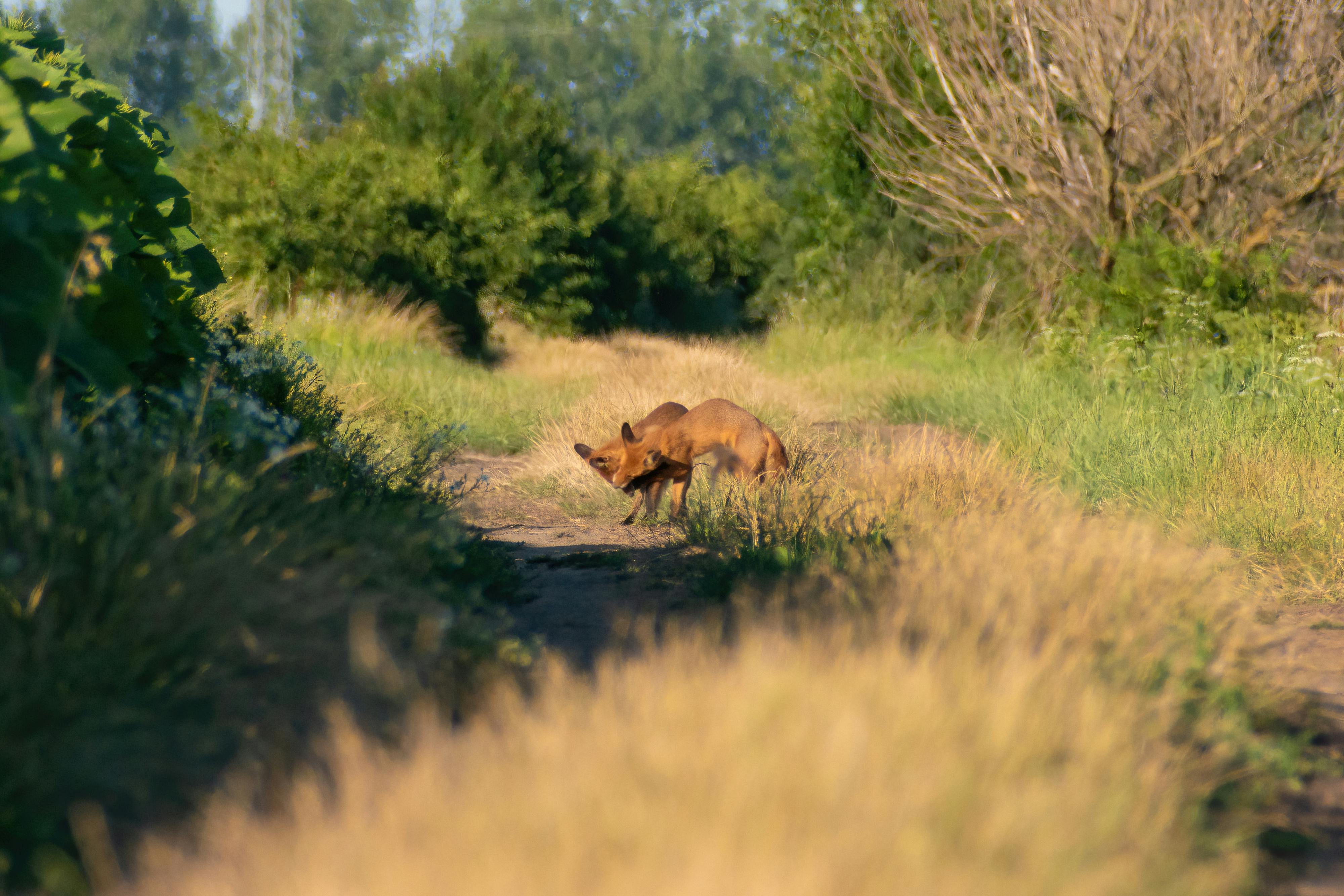 Foto de stock gratuita sobre arbustos, camino de tierra, fondo de