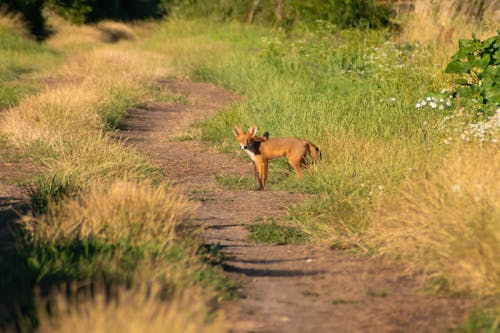 Immagine gratuita di animale, erba, estate