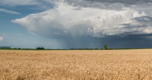Free Vast wheat field under a stormy sky showcasing rural landscape beauty. Stock Photo