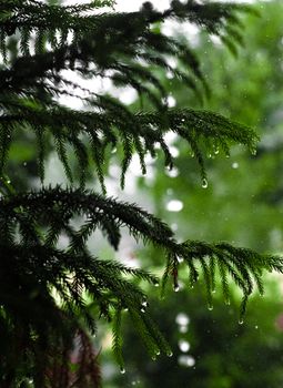 Close-up of wet evergreen branches with rain droplets in a lush green setting.