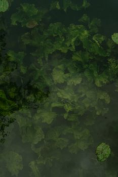 Serene close-up of green aquatic plants submerged in calm water with natural reflections.