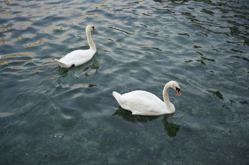 天鵝, 水, 湖 的 免費圖庫相片