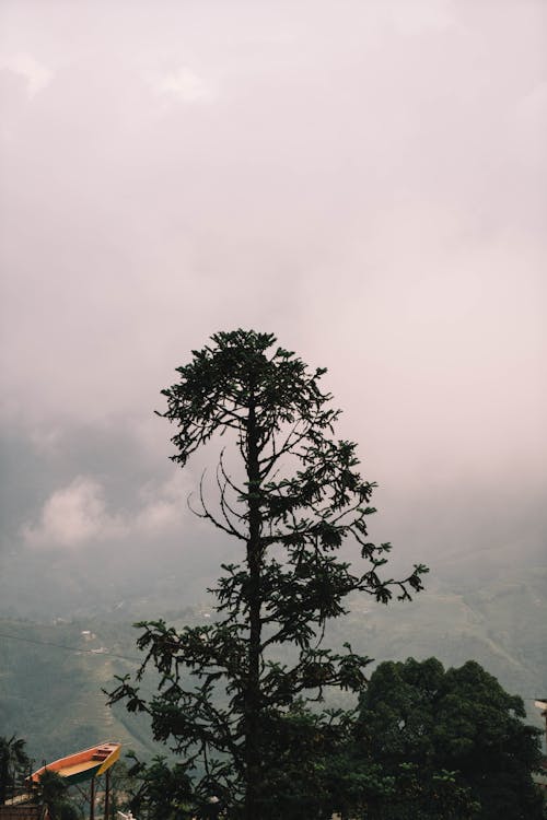 Tree Growing on Hill in Mountains Landscape in Fog