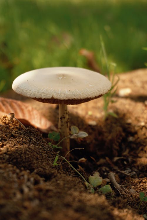 Wild Mushroom in a Forest