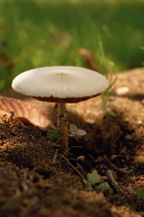 Free A mushroom growing in the forest, surrounded by soil and plants, under sunlight. Stock Photo