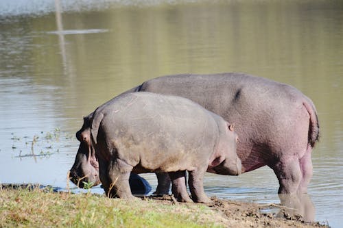 Kostenloses Stock Foto zu nilpferde, safari, savanne