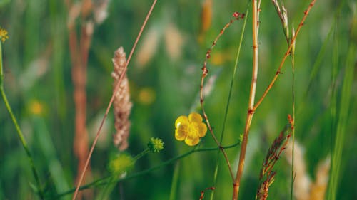 夏, 夏の花, 美しい花の無料の写真素材