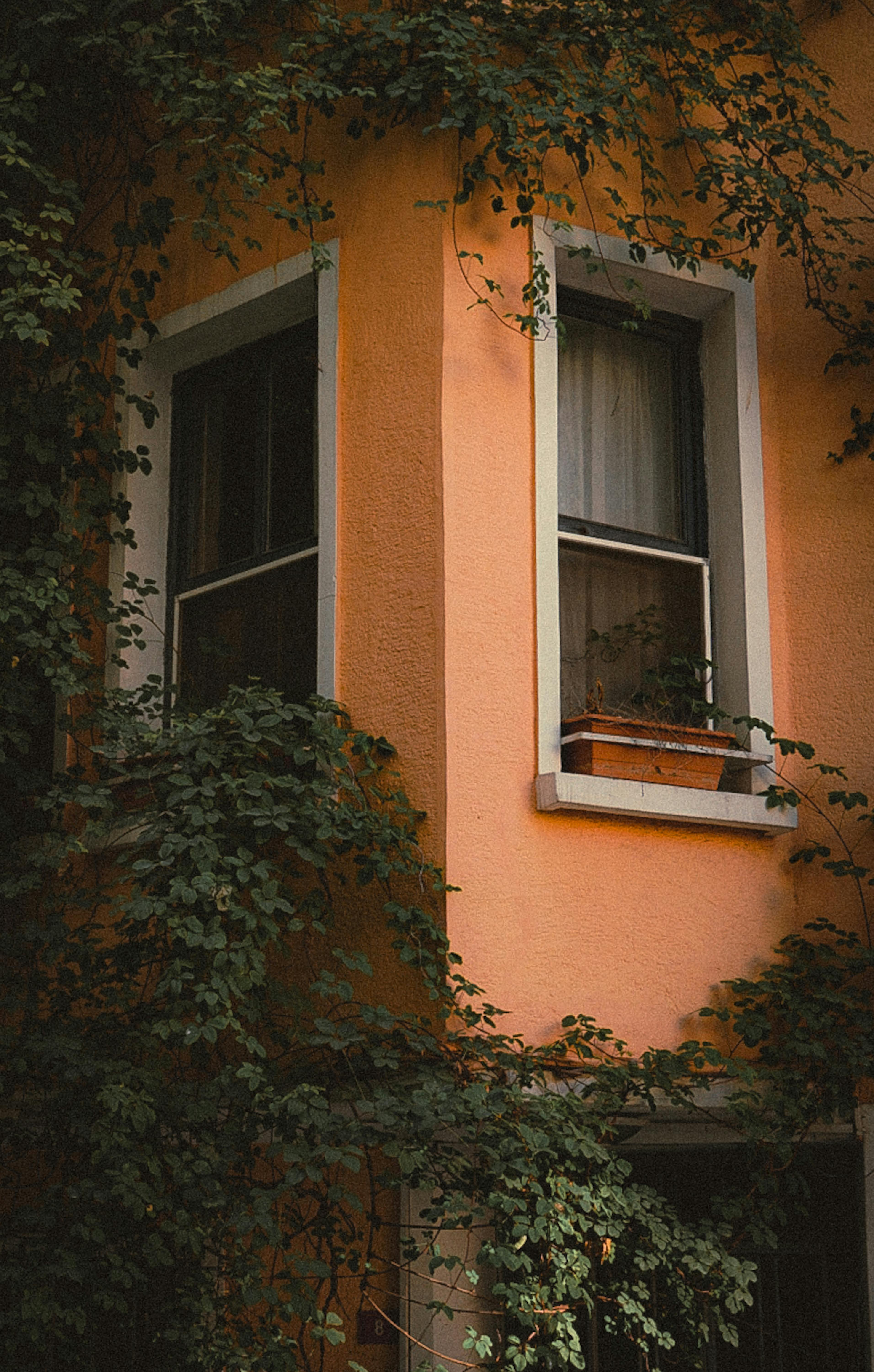 Brick Wall With Growing Ivy Plant · Free Stock Photo